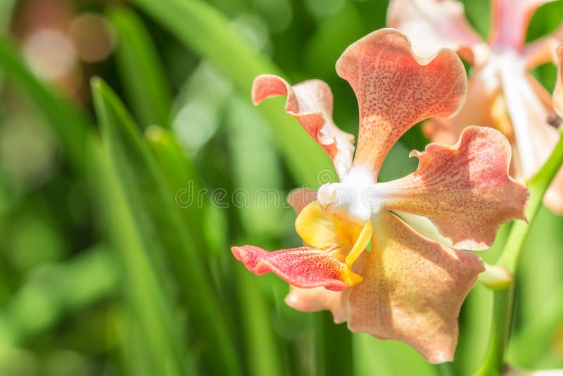https://mdw-travel-data-us-east-1.s3.amazonaws.com/img/country/Thailand/Udon-Sunshine-Orchid-Farm/img_01.jpg