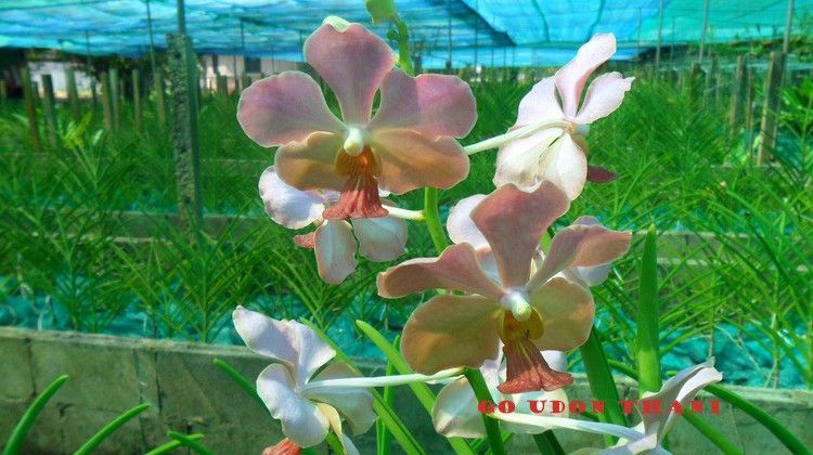 https://mdw-travel-data-us-east-1.s3.amazonaws.com/img/country/Thailand/Udon-Sunshine-Orchid-Farm/img_02.jpg