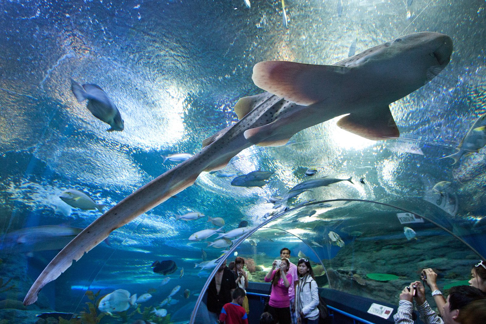 https://mdw-travel-data-us-east-1.s3.amazonaws.com/img/country/Thailand/Underwater-World-Pattaya/img_01.jpg