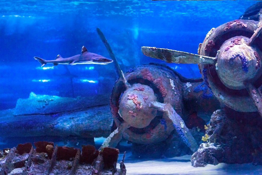 https://mdw-travel-data-us-east-1.s3.amazonaws.com/img/country/Turkey/Antalya-Aquarium/img_02.jpg