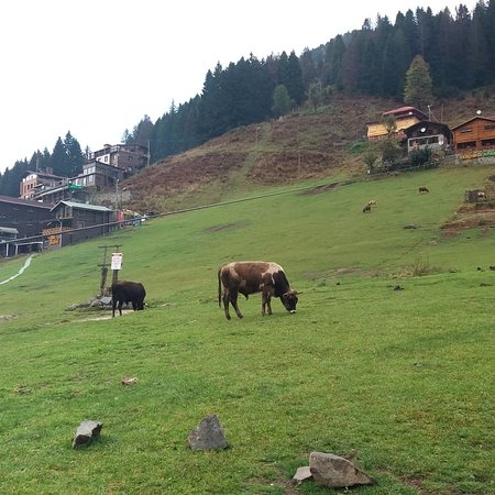 https://mdw-travel-data-us-east-1.s3.amazonaws.com/img/country/Turkey/Ayder-Yaylasi/img_01.jpg