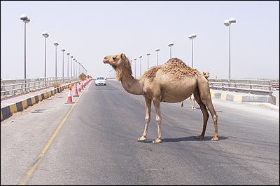 https://mdw-travel-data-us-east-1.s3.amazonaws.com/img/country/Turkey/Camel-Hair-Bridge/img_02.jpg