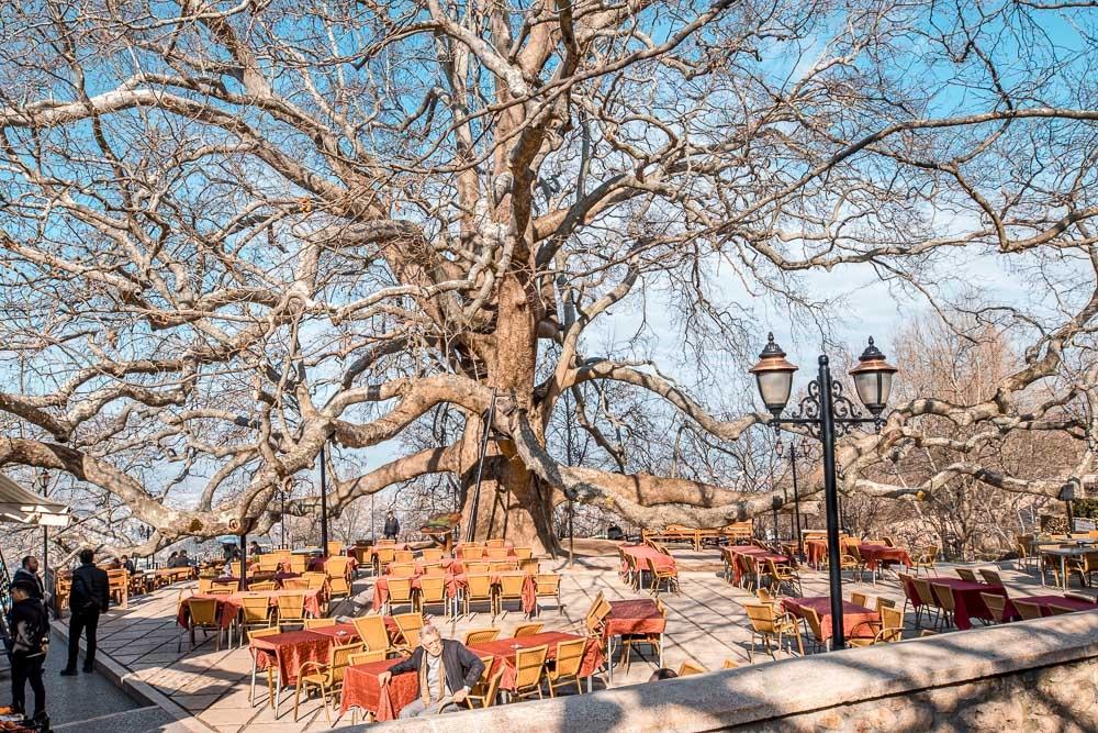 https://mdw-travel-data-us-east-1.s3.amazonaws.com/img/country/Turkey/Inkaya-Ancient-Tree/img_01.jpg
