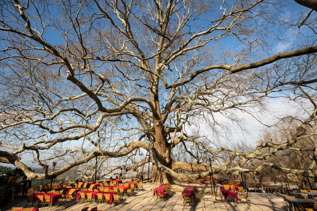 https://mdw-travel-data-us-east-1.s3.amazonaws.com/img/country/Turkey/Inkaya-Ancient-Tree/img_02.jpg