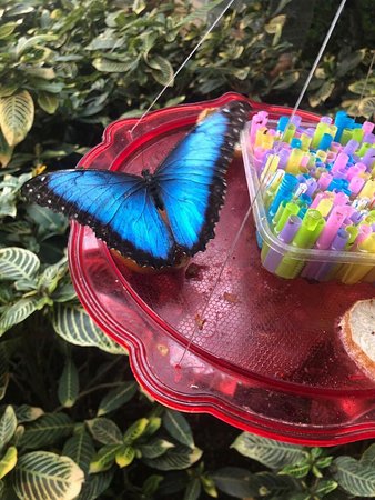 https://mdw-travel-data-us-east-1.s3.amazonaws.com/img/country/Turkey/Konya-Tropical-Butterfly-Garden/img_01.jpg
