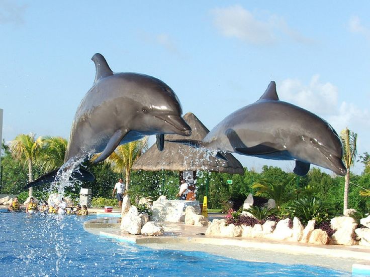 https://mdw-travel-data-us-east-1.s3.amazonaws.com/img/country/Turkey/Oasis-Water-Park-&-Dolphin-Park/img_02.jpg