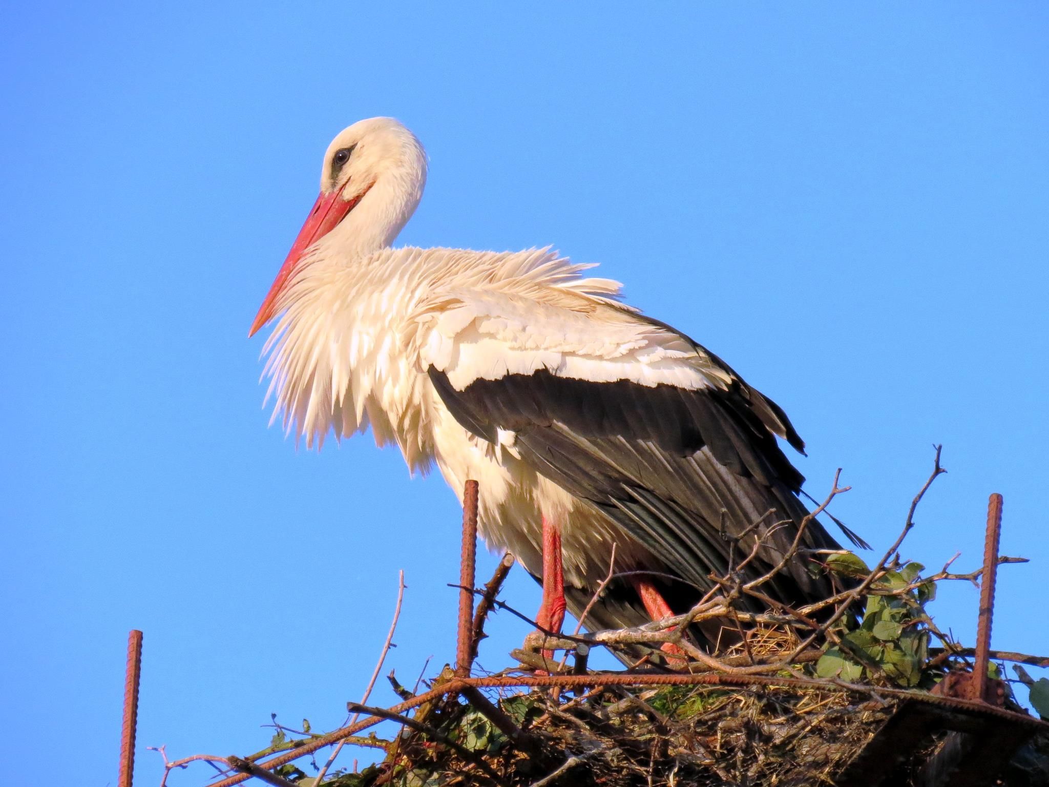 https://mdw-travel-data-us-east-1.s3.amazonaws.com/img/country/Turkey/Stork-Village/img_03.jpg