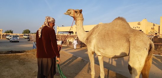 https://mdw-travel-data-us-east-1.s3.amazonaws.com/img/country/United-Arab-Emirates/Al-Ain-Camel-Souk/img_03.jpg