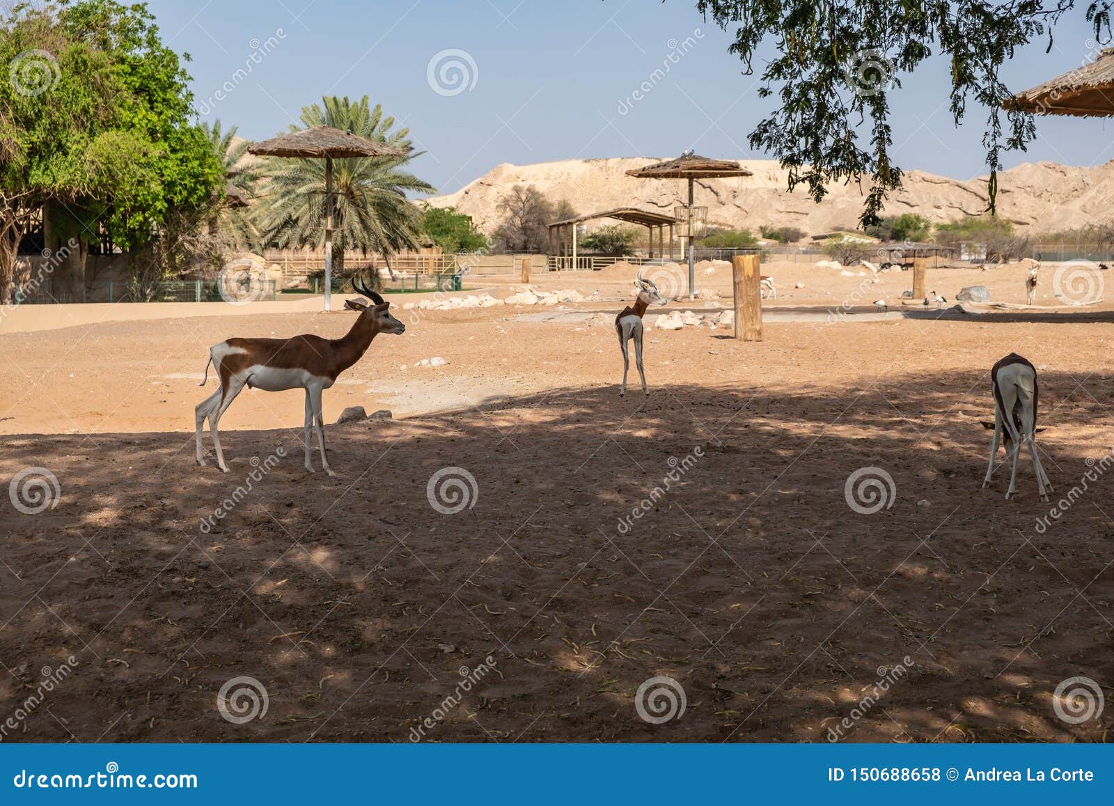 https://mdw-travel-data-us-east-1.s3.amazonaws.com/img/country/United-Arab-Emirates/Al-Ain-Zoo/img_01.jpg