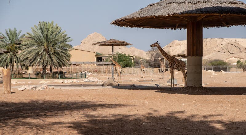 https://mdw-travel-data-us-east-1.s3.amazonaws.com/img/country/United-Arab-Emirates/Al-Ain-Zoo/img_02.jpg