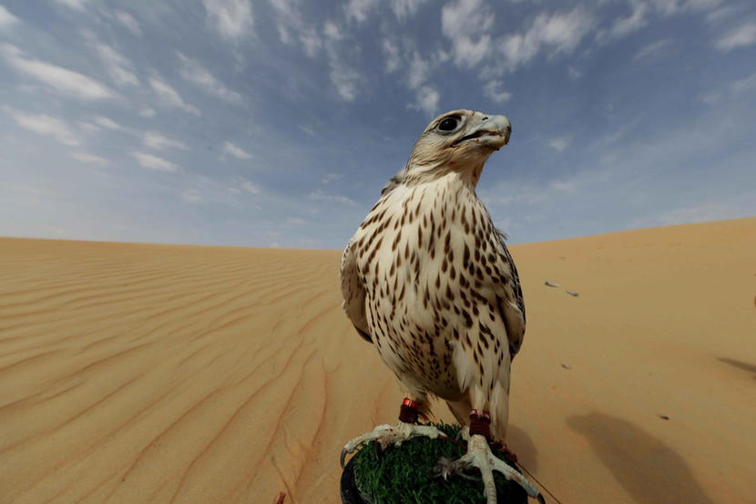 https://mdw-travel-data-us-east-1.s3.amazonaws.com/img/country/United-Arab-Emirates/Al-Dhafra-Festival/img_03.jpg