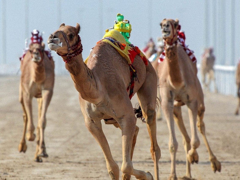 https://mdw-travel-data-us-east-1.s3.amazonaws.com/img/country/United-Arab-Emirates/Al-Sawan-Camel-Track/img_01.jpg