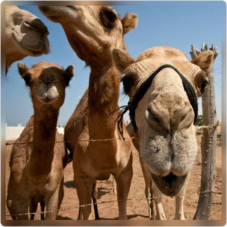 https://mdw-travel-data-us-east-1.s3.amazonaws.com/img/country/United-Arab-Emirates/Al-Sawan-Camel-Track/img_03.jpg
