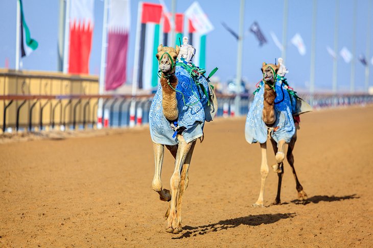 https://mdw-travel-data-us-east-1.s3.amazonaws.com/img/country/United-Arab-Emirates/Al-Sawan-Camel-Track/img_04.jpg