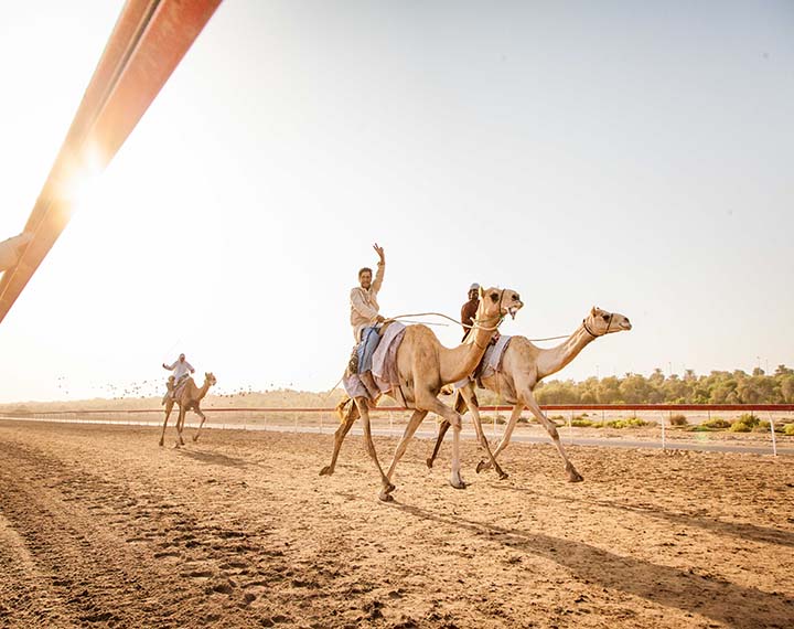 https://mdw-travel-data-us-east-1.s3.amazonaws.com/img/country/United-Arab-Emirates/Al-Tallah-Camel-Race-Course/img_01.jpg