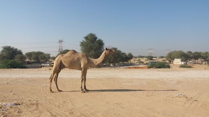https://mdw-travel-data-us-east-1.s3.amazonaws.com/img/country/United-Arab-Emirates/Al-Tallah-Camel-Race-Course/img_02.jpg
