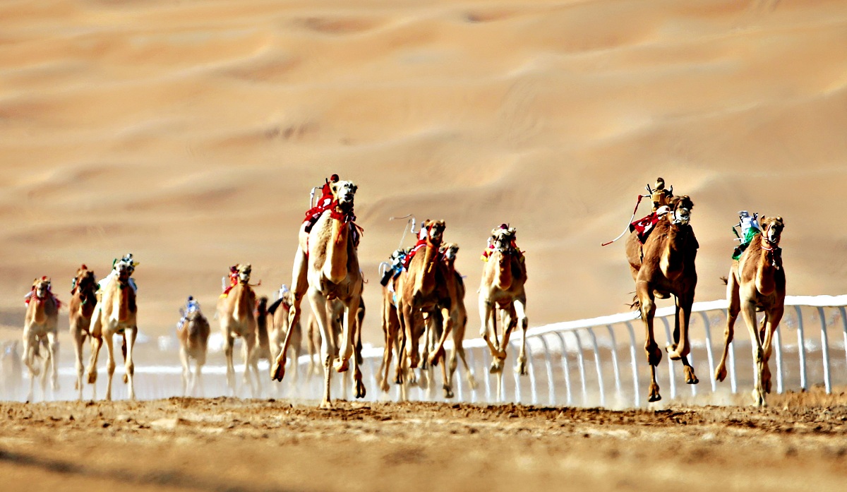 https://mdw-travel-data-us-east-1.s3.amazonaws.com/img/country/United-Arab-Emirates/Al-Tallah-Camel-Race-Course/img_03.jpg