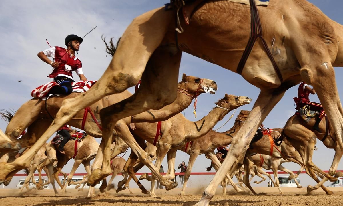 https://mdw-travel-data-us-east-1.s3.amazonaws.com/img/country/United-Arab-Emirates/Al-Tallah-Camel-Racecourse/img_02.jpg