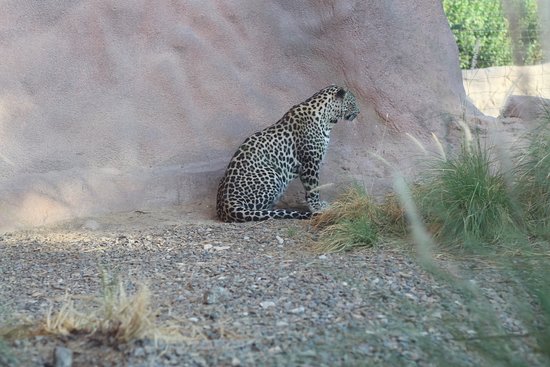 https://mdw-travel-data-us-east-1.s3.amazonaws.com/img/country/United-Arab-Emirates/Arabian-Wildlife-Center/img_01.jpg