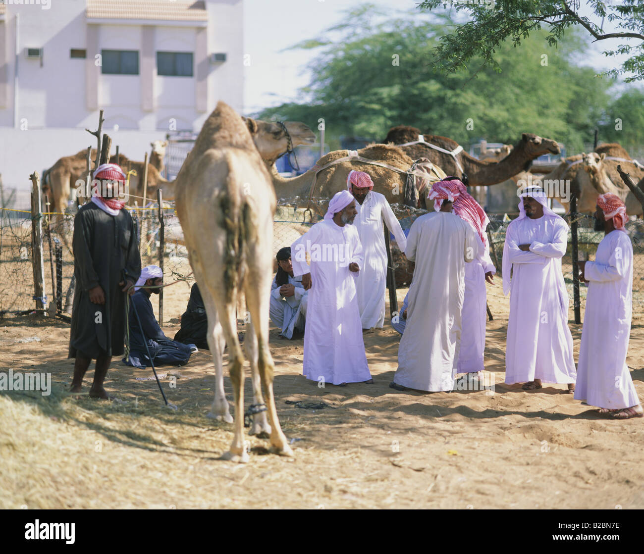 https://mdw-travel-data-us-east-1.s3.amazonaws.com/img/country/United-Arab-Emirates/Camel-Market/img_00.jpg