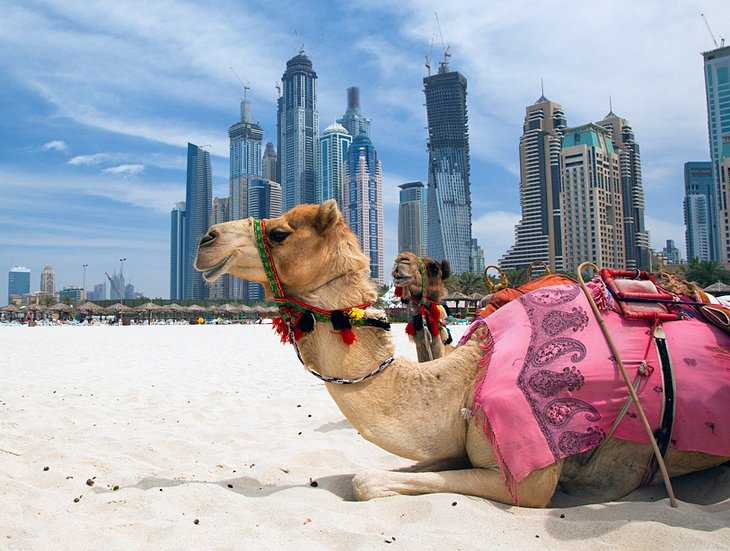 https://mdw-travel-data-us-east-1.s3.amazonaws.com/img/country/United-Arab-Emirates/Camel-Souk/img_00.jpg