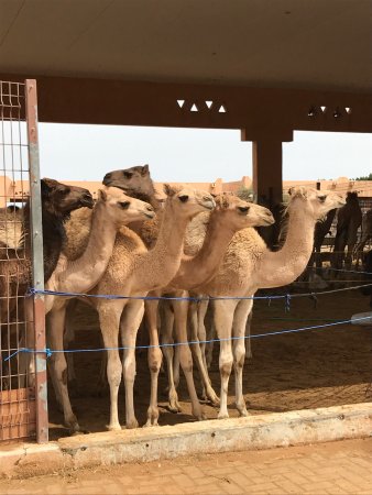 https://mdw-travel-data-us-east-1.s3.amazonaws.com/img/country/United-Arab-Emirates/Camel-Souk/img_03.jpg