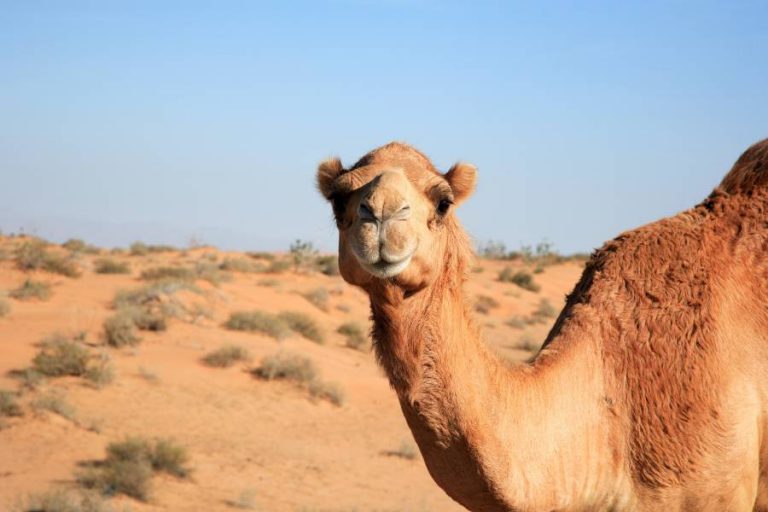 https://mdw-travel-data-us-east-1.s3.amazonaws.com/img/country/United-Arab-Emirates/Camel-Trekking-in-Liwa/img_00.jpg