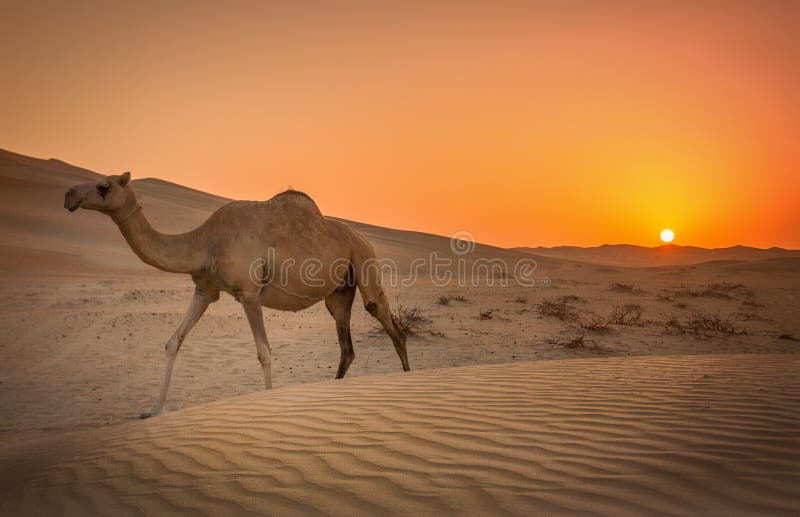 https://mdw-travel-data-us-east-1.s3.amazonaws.com/img/country/United-Arab-Emirates/Camel-Trekking-in-Liwa/img_03.jpg