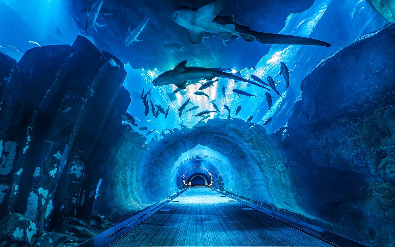 https://mdw-travel-data-us-east-1.s3.amazonaws.com/img/country/United-Arab-Emirates/Dubai-Aquarium-&-Underwater-Zoo/img_01.jpg
