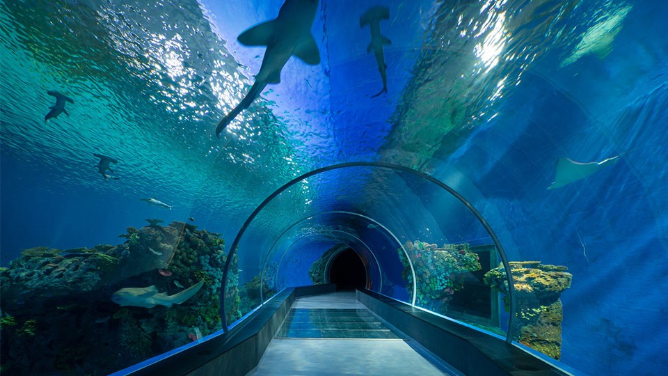 https://mdw-travel-data-us-east-1.s3.amazonaws.com/img/country/United-Arab-Emirates/Dubai-Aquarium-and-Underwater-Zoo/img_01.jpg