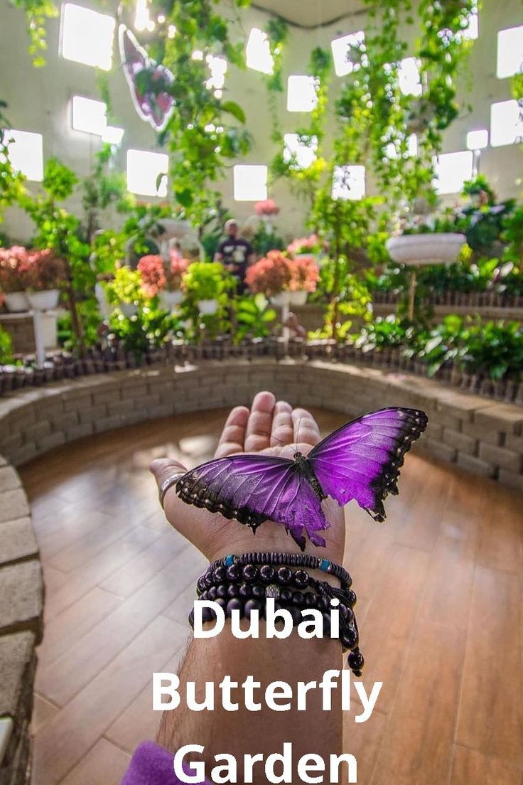 https://mdw-travel-data-us-east-1.s3.amazonaws.com/img/country/United-Arab-Emirates/Dubai-Butterfly-Garden/img_01.jpg