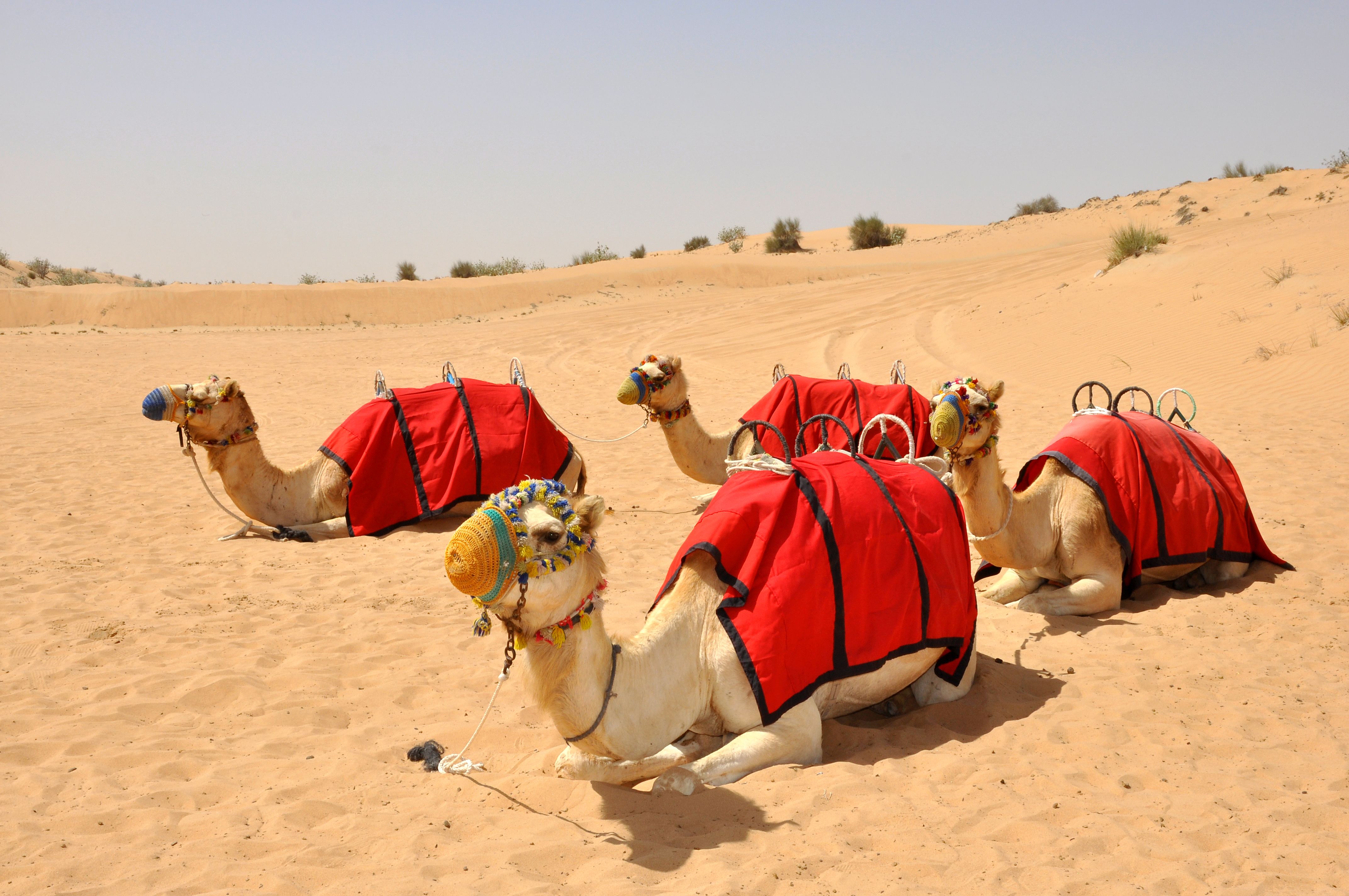 https://mdw-travel-data-us-east-1.s3.amazonaws.com/img/country/United-Arab-Emirates/Dubai-Camel-Safari/img_02.jpg