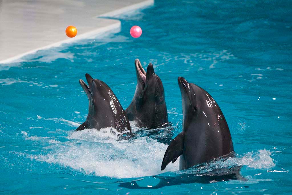https://mdw-travel-data-us-east-1.s3.amazonaws.com/img/country/United-Arab-Emirates/Dubai-Dolphinarium/img_03.jpg