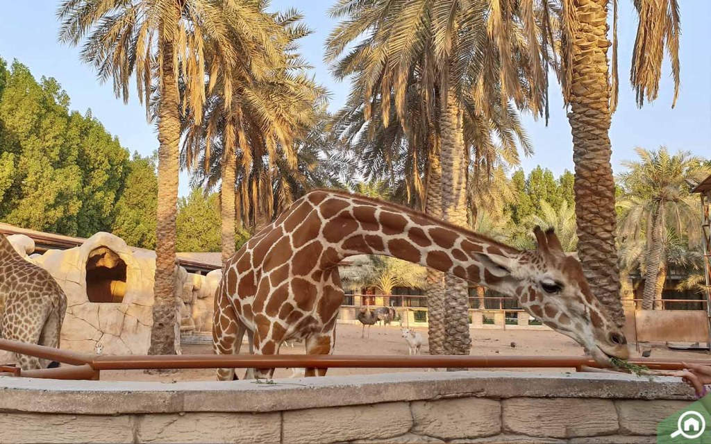 https://mdw-travel-data-us-east-1.s3.amazonaws.com/img/country/United-Arab-Emirates/Emirates-Park-Zoo/img_01.jpg