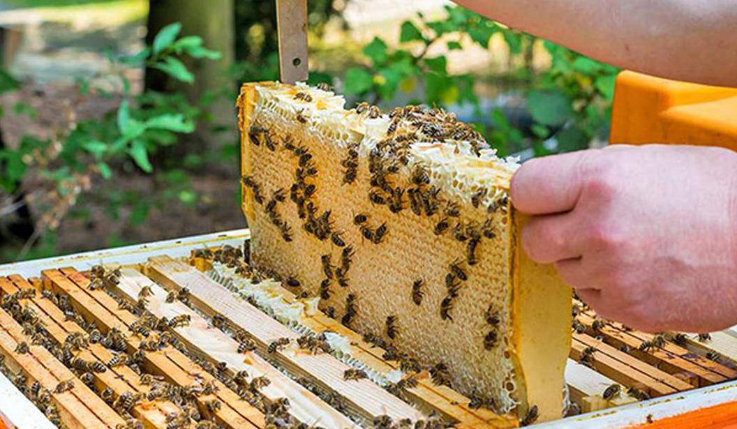 https://mdw-travel-data-us-east-1.s3.amazonaws.com/img/country/United-Arab-Emirates/Hatta-Honey-Bee-Garden/img_02.jpg
