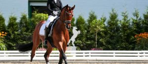 https://mdw-travel-data-us-east-1.s3.amazonaws.com/img/country/United-Arab-Emirates/Hatta-Horse-Riding/img_03.jpg