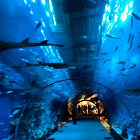 https://mdw-travel-data-us-east-1.s3.amazonaws.com/img/country/United-Arab-Emirates/Kalba-Aquarium/img_01.jpg