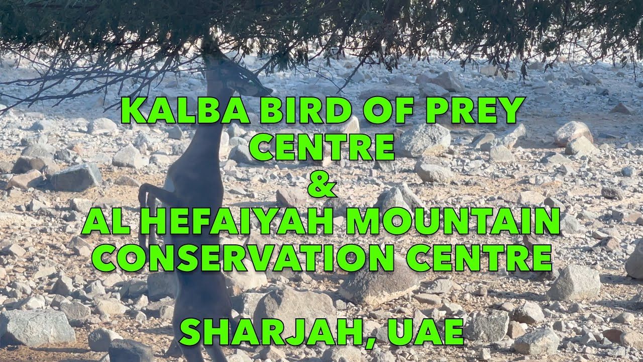 https://mdw-travel-data-us-east-1.s3.amazonaws.com/img/country/United-Arab-Emirates/Kalba-Bird-of-Prey-Centre/img_02.jpg