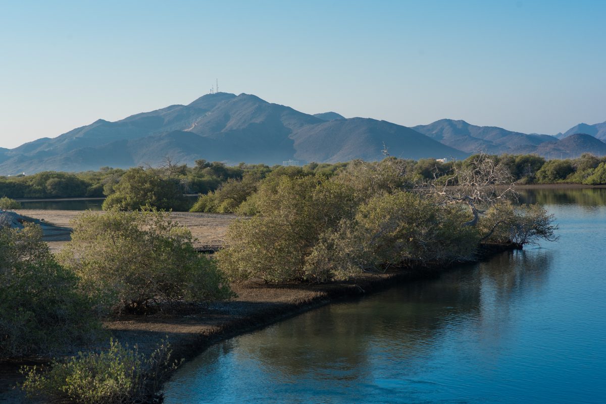 https://mdw-travel-data-us-east-1.s3.amazonaws.com/img/country/United-Arab-Emirates/Khor-Kalba-Mangrove-Centre/img_00.jpg