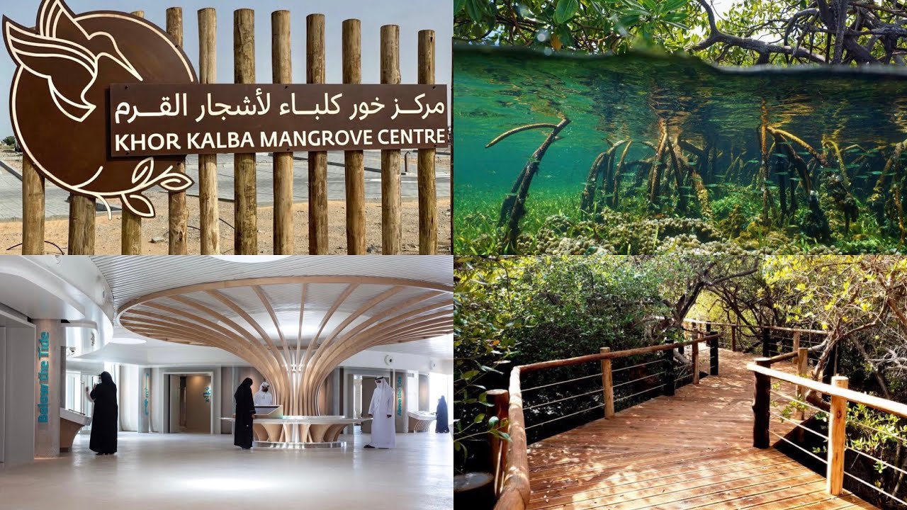 https://mdw-travel-data-us-east-1.s3.amazonaws.com/img/country/United-Arab-Emirates/Khor-Kalba-Mangrove-Centre/img_01.jpg