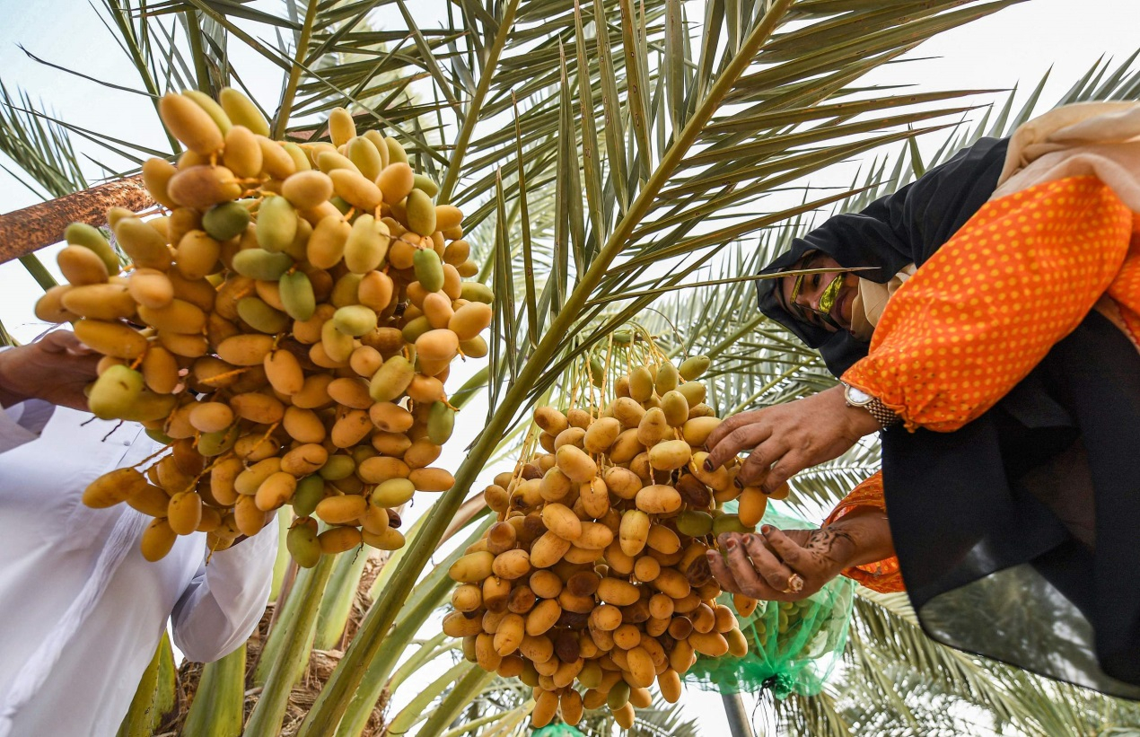 https://mdw-travel-data-us-east-1.s3.amazonaws.com/img/country/United-Arab-Emirates/Liwa-Date-Festival/img_00.jpg