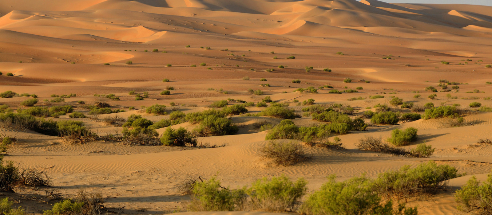 https://mdw-travel-data-us-east-1.s3.amazonaws.com/img/country/United-Arab-Emirates/Liwa-Oasis/img_01.jpg