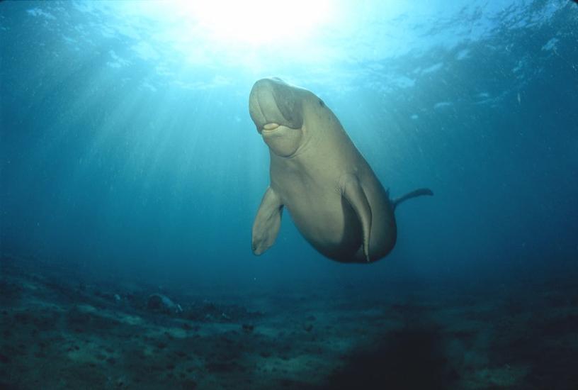 https://mdw-travel-data-us-east-1.s3.amazonaws.com/img/country/United-Arab-Emirates/Marawah-Marine-Biosphere-Reserve/img_00.jpg