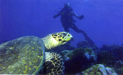 https://mdw-travel-data-us-east-1.s3.amazonaws.com/img/country/United-Arab-Emirates/Marine-Wildlife/img_03.jpg