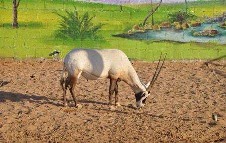 https://mdw-travel-data-us-east-1.s3.amazonaws.com/img/country/United-Arab-Emirates/RAK-Zoo/img_00.jpg