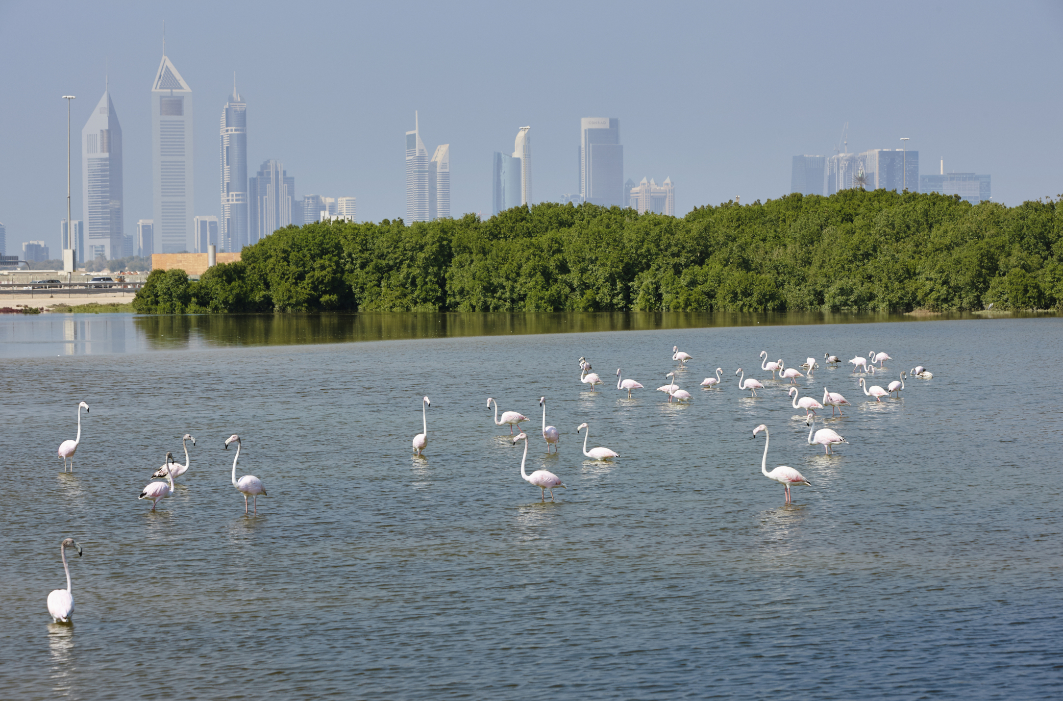 https://mdw-travel-data-us-east-1.s3.amazonaws.com/img/country/United-Arab-Emirates/Ras-Al-Khor-Wildlife-Sanctuary/img_01.jpg