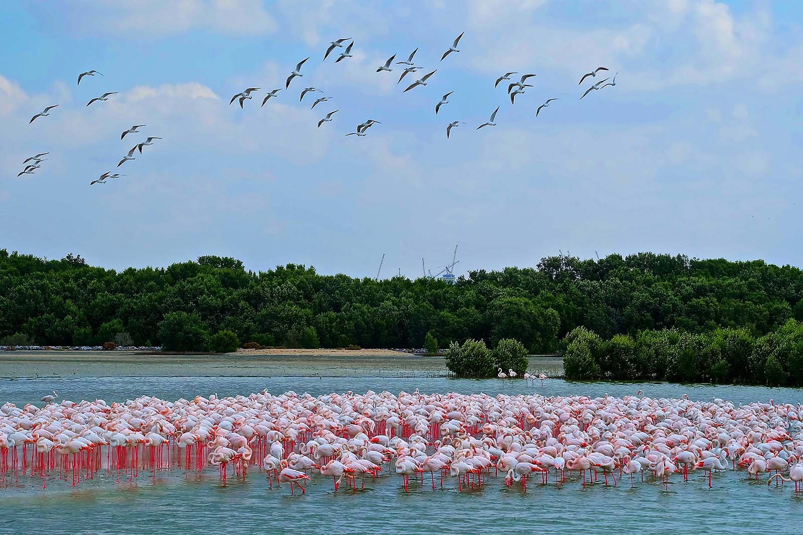 https://mdw-travel-data-us-east-1.s3.amazonaws.com/img/country/United-Arab-Emirates/Ras-Al-Khor-Wildlife-Sanctuary/img_02.jpg