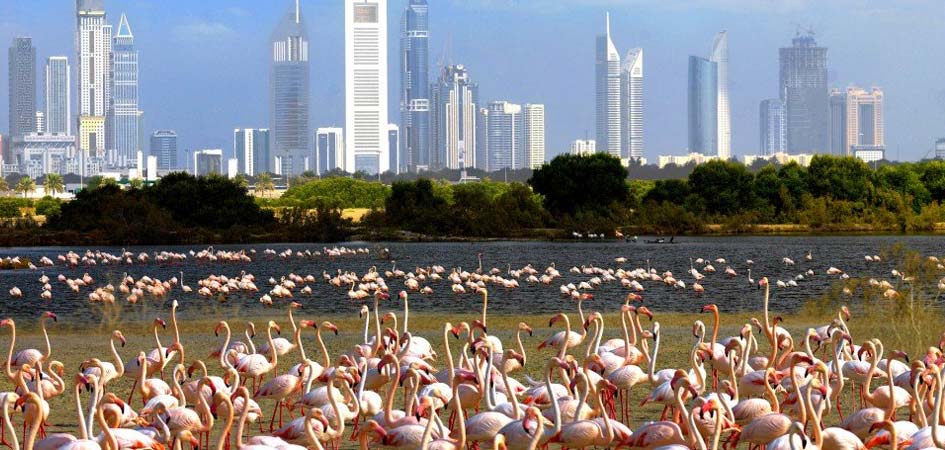 https://mdw-travel-data-us-east-1.s3.amazonaws.com/img/country/United-Arab-Emirates/Ras-Al-Khor-Wildlife-Sanctuary/img_03.jpg