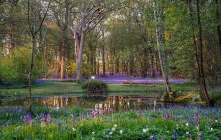 https://mdw-travel-data-us-east-1.s3.amazonaws.com/img/country/United-Kingdom/Arlington-Bluebell-Walk/img_01.jpg