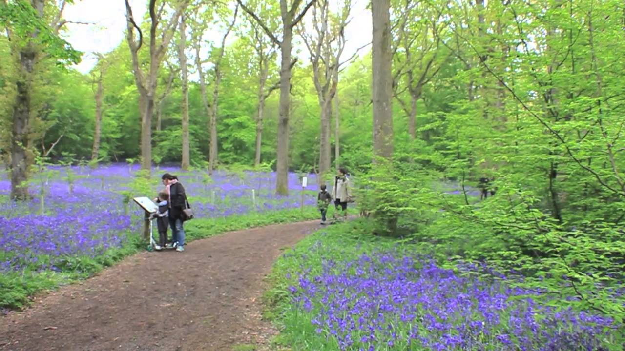 https://mdw-travel-data-us-east-1.s3.amazonaws.com/img/country/United-Kingdom/Arlington-Bluebell-Walk/img_02.jpg